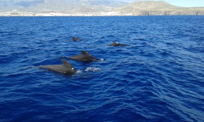 Los Cristianos: Whale Watching Tour and Swimming in the Sea on a Yacht for 22 Persons - Swimming Near Cliffs