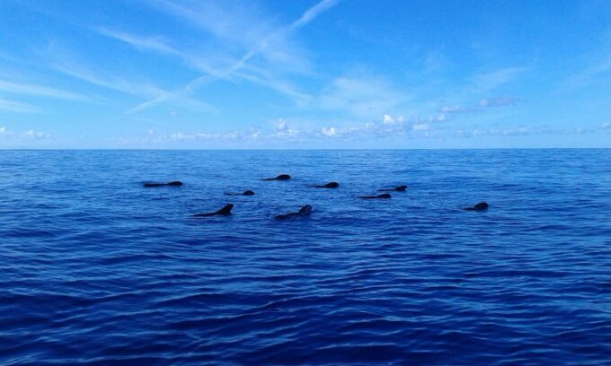 Los Cristianos: Whale Watching Tour and Swimming in the Sea on a Yacht for 22 Persons - FAQ