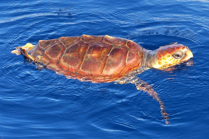 Los Gigantes Whale Watching Charter by Sail Boat - Logistics Details