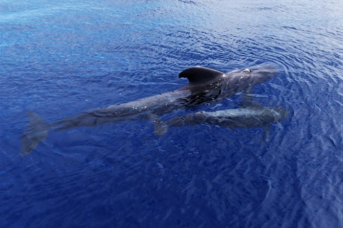 Los Gigantes Whale Watching Charter by Sail Boat - Boat Specifications