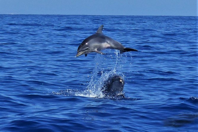 Los Gigantes Whale Watching Charter by Sail Boat - Trip Policies