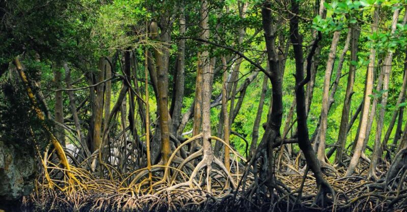 Los Haitises: Boat Tour Sabana De La Mar, Caves & Mangroves - Experience Highlights