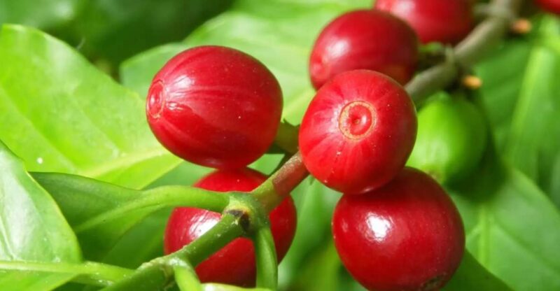 Los Haitises: Cacao & Coffee Rainforest Hike/Boat Tour - Key Points