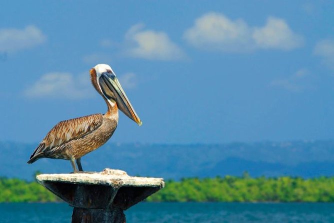 Los Haitises National Park - Hiking in Rain Forest + Private Boat to Caves - Physical Requirements and Accessibility