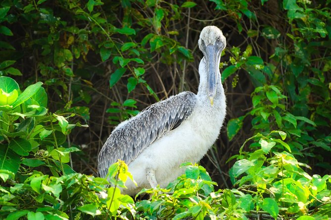 Los Haitises National Park - Hiking in Rain Forest + Private Boat to Caves - Pricing and Cancellation Policy