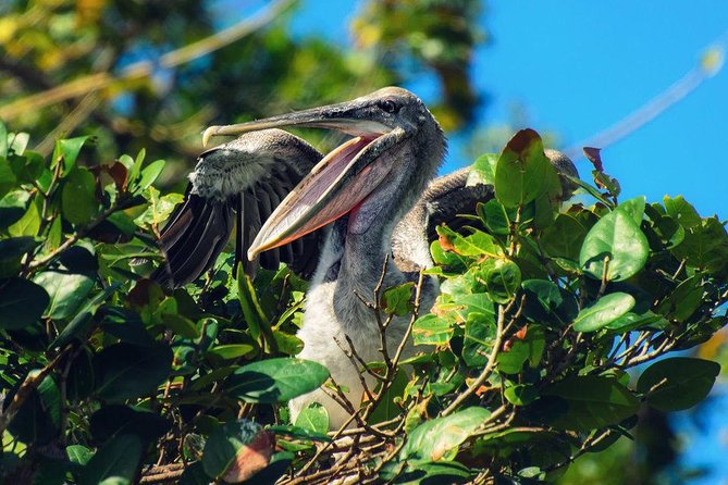 Los Haitises National Park - Hiking in Rain Forest + Private Boat to Caves - Highlights of the Cave Paintings