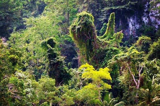 Los Haitises National Park - Hiking in Rain Forest + Private Boat to Caves - Traveler Reviews and Feedback