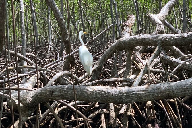 Los Haitises National Park Private Boat – Hiking 4 Hours Moist Forest Trail. - Accessibility and Participation