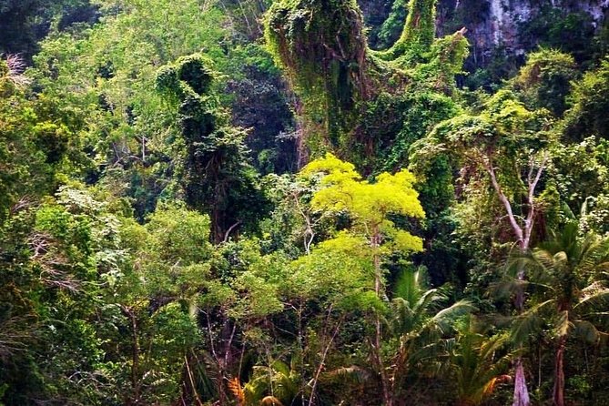Los Haitises National Park Private Boat Trip Caves and Mangroves - Explore Mysterious Caves