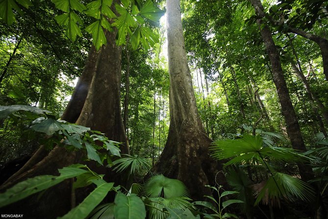 Los Haitises National Park Tour From Las Terrenas or Samana (Half Day Trip) - About Your Stay