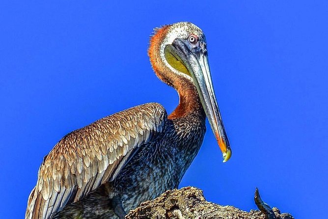 Los Haitises National Park Tour From Punta Cana Montana Redonda and Cano Hondo - Tour Overview