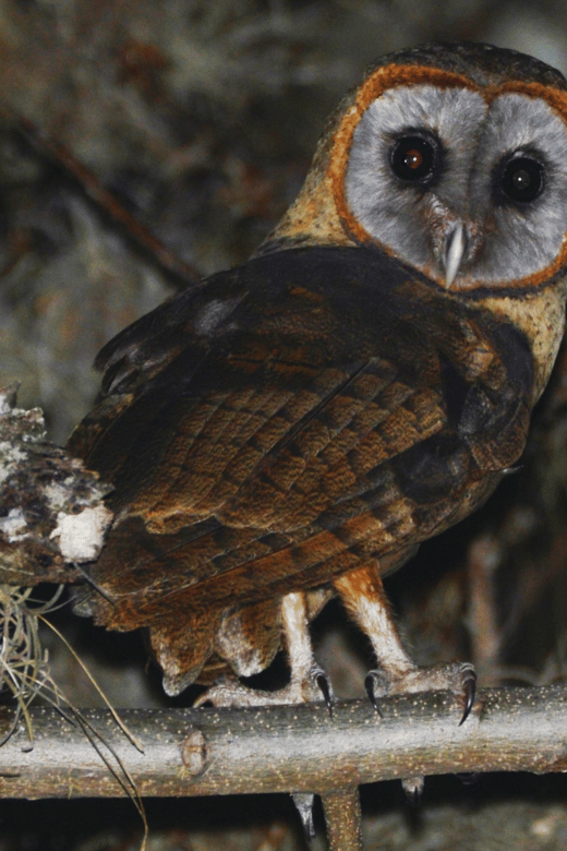 Los Haitises Night Hike in the Rainforest - Key Points