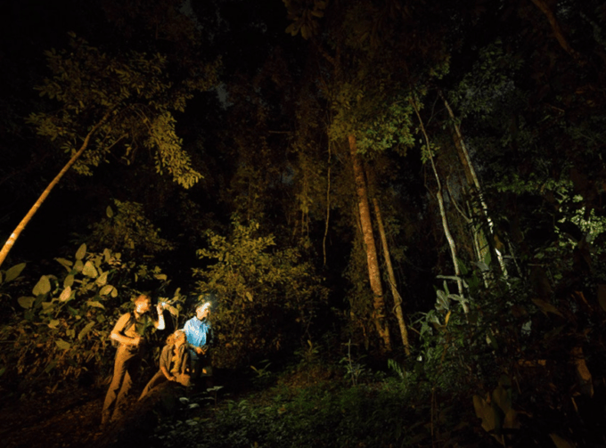 Los Haitises Night Hike in the Rainforest - What to Expect on the Hike