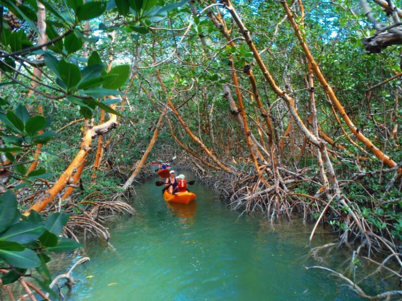 Los Haitises: Sunrise or Sunset Wildlife Focus - Key Points