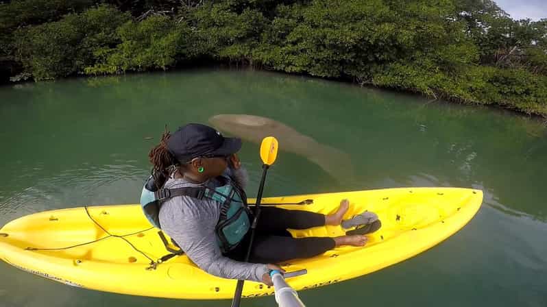 Los Haitises: Sunrise or Sunset Wildlife Focus - Kayaking Through Mangroves