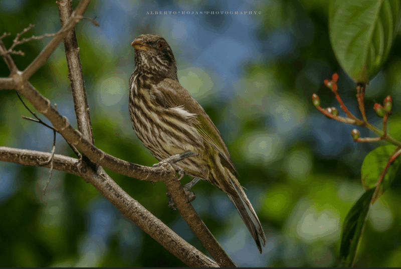 Los Haitises: Sunrise or Sunset Wildlife Focus - San Lorenzo Bay Overview