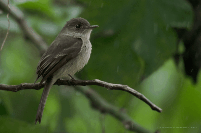 Los Haitises: Sunrise or Sunset Wildlife Focus - Scenic Forest Landscapes