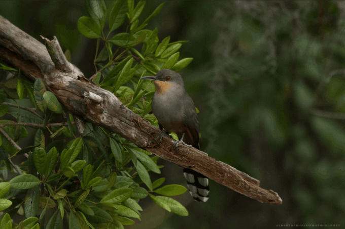 Los Haitises: Sunrise or Sunset Wildlife Focus - Meeting Point and Transportation