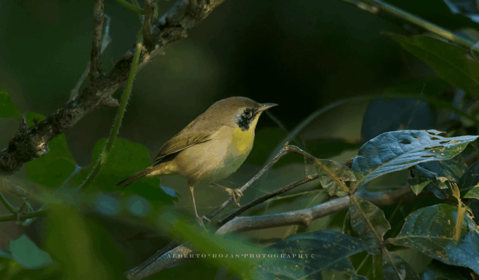 Los Haitises: Sunrise or Sunset Wildlife Focus - Frequently Asked Questions