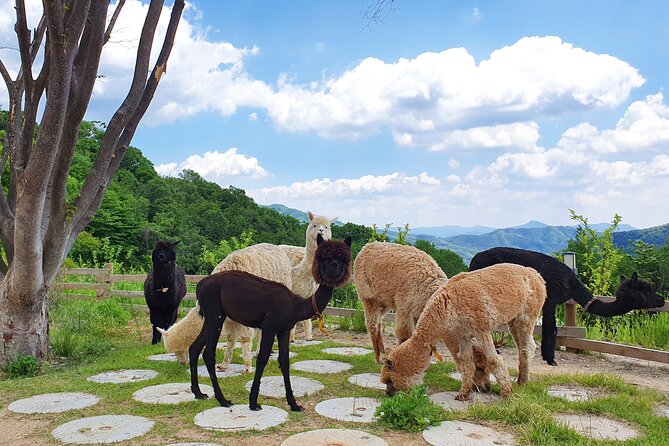 Lotte World & Alpaca World & Nami Island Private Tour - Tour Details