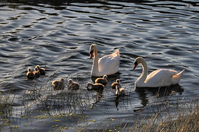 Lough Corrib History and Scenic Lake Cruise From Lisloughrey Pier Tour - Frequently Asked Questions