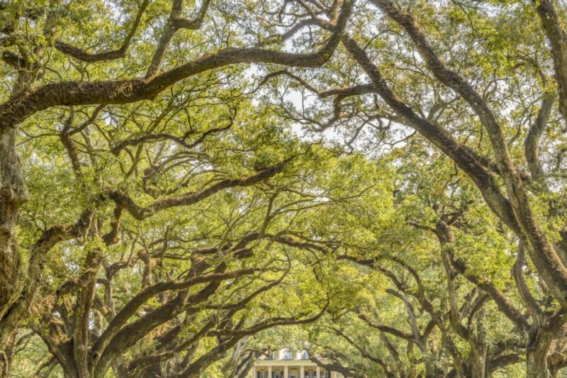 Louisiana Plantation Country Half-Day Tour - Experience Highlights