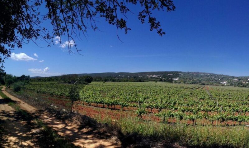 Loulé: Quinta Da Tôr Winery Guided Tour and Wine Tasting - Key Points