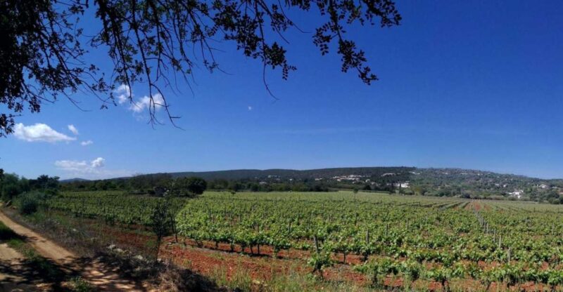 Loulé: Quinta Da Tôr Winery Guided Tour and Wine Tasting - Winery Experience