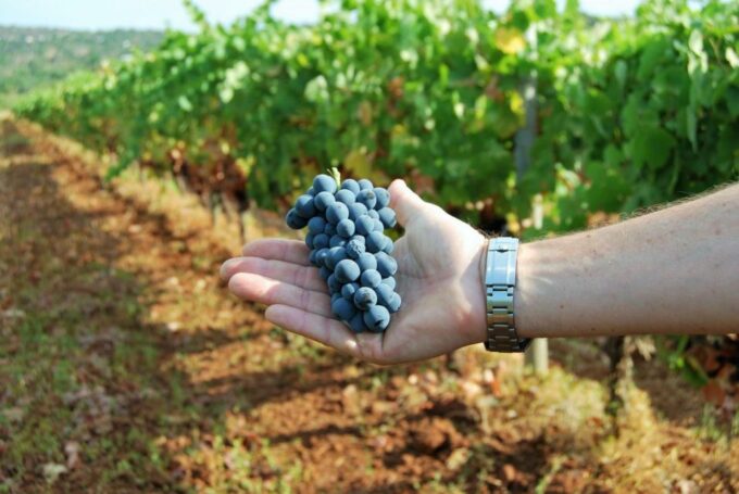 Loulé: Quinta Da Tôr Winery Guided Tour and Wine Tasting - Customer Feedback