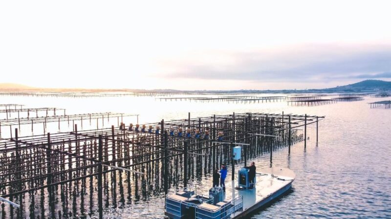 Loupian: Tour Guide of Our Oyster Farm and Tasting - Oyster and Wine Tasting