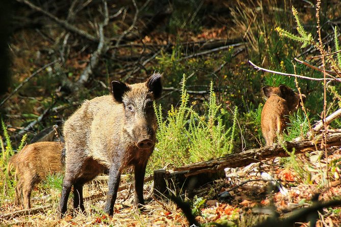 Lousa Mountain Private Tour - Wildlife Sightings
