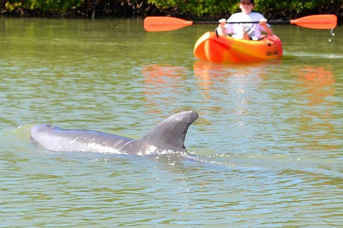 Lovers Key Guided Eco Tour-Mangrove Estuary - Eco-Tour Highlights