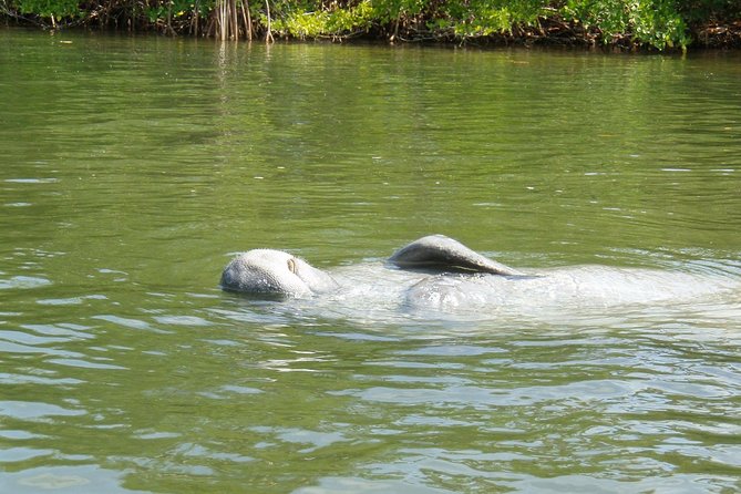 Lovers Key Guided Eco Tour-Mangrove Estuary - Native American History