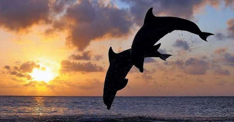 Lovina Bali: Dolphin, Snorkeling & Waterfalls Fun Activities - Key Points