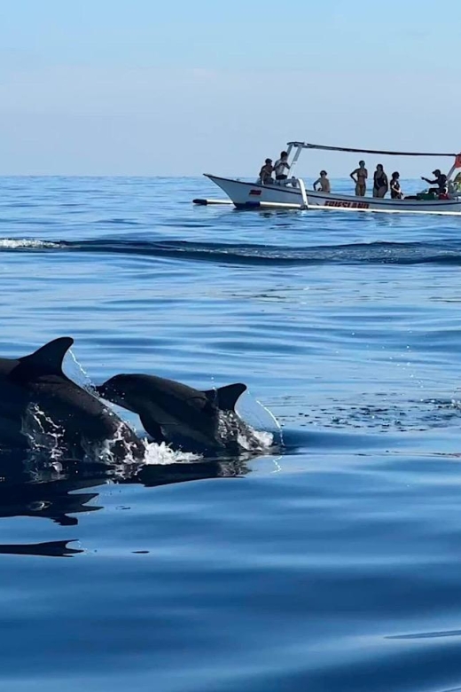 Lovina/Bali: Dolphin Watching, Swimming, and Snorkeling Tour - Included Activities