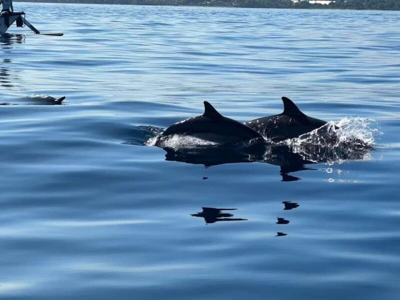 Lovina/Bali: Dolphin Watching, Swimming, and Snorkeling Tour - Boat Features