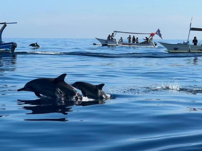 Lovina/Bali: Dolphin Watching, Swimming, and Snorkeling Tour - Respect for Dolphins