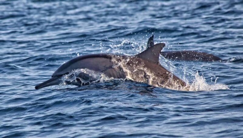 Lovina Bali: Sunrise Dolphin Watching, Swim, and Snorkeling - Key Points