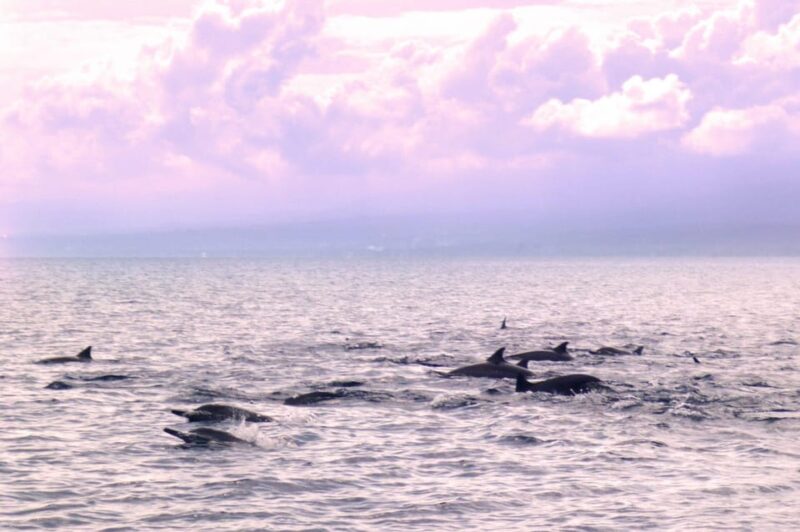 Lovina Bali: Sunrise Dolphin Watching, Swim, and Snorkeling - Pricing and Reservation