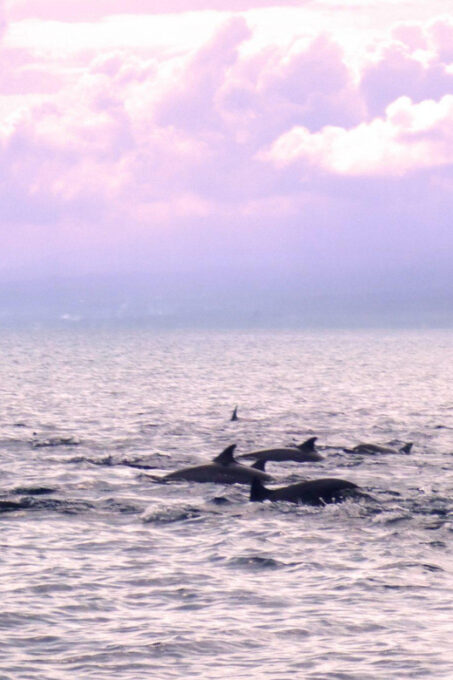 Lovina Bali: Sunrise Dolphin Watching, Swim, and Snorkeling - Swimming With Dolphins