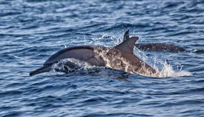 Lovina Bali: Sunrise Dolphin Watching, Swim, and Snorkeling - Snorkeling the Coral Reefs