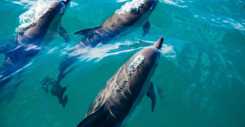 Lovina Dolphin and North Bali Sightseeing - All Inclusive - Key Points