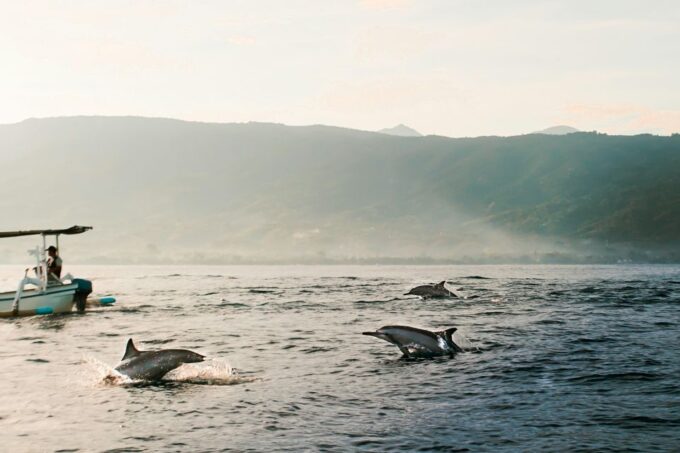 Lovina Dolphin and North Bali Sightseeing - All Inclusive - Customer Reviews and Ratings