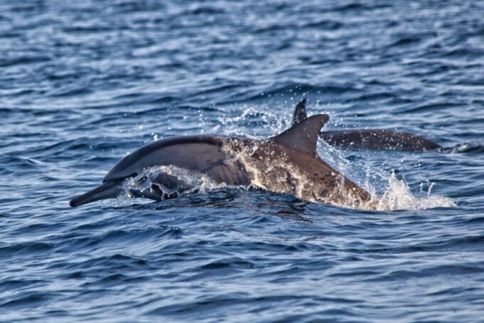 Lovina Dolphin and North Bali Sightseeing - All Inclusive - Frequently Asked Questions