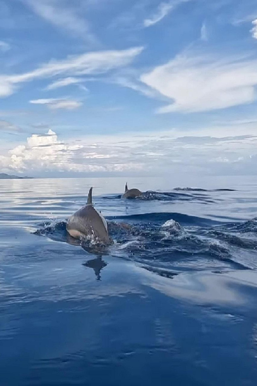 Lovina Dolphin Watching, Snorkeling and Swim With Dolphin - Itinerary Details