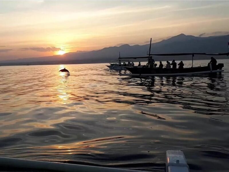 Lovina Dolphin Watching, Snorkeling and Swim With Dolphin - Inclusions and Options