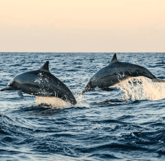 Lovina Dolphin Watching, Snorkeling and Swim With Dolphin - Participant Information