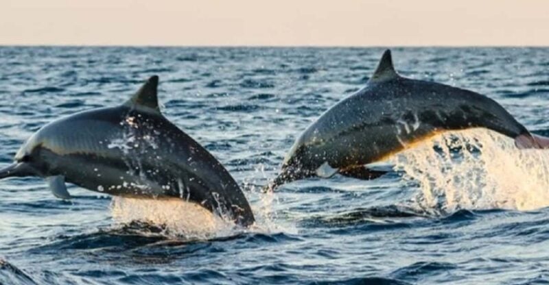 Lovina Dolphin Watching, Snorkeling and Swim With Dolphin - Important Information