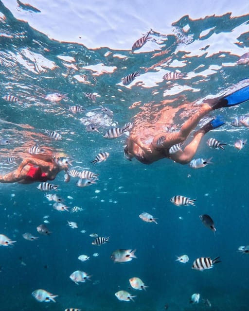 Lovina Dolphin Watching, Snorkeling and Swim With Dolphin - Customer Feedback