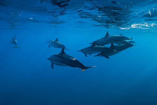 Lovina Dolphin Watching, Swimming, and Snorkeling Experience - Pickup and Meeting Point